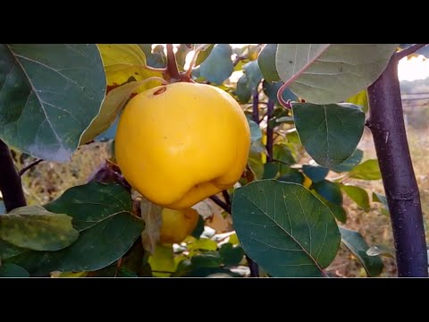 Видео: Айва, выращенная из семян.  Три взрослых дерева