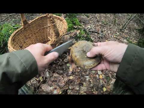 Видео: Грузди это сила !!! Встретил хозяина леса !!