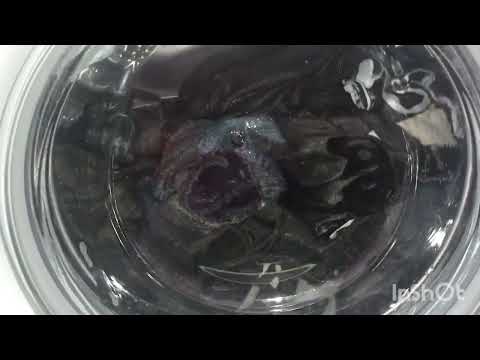 Видео: Стирка тёмного: хлопок 40° интенсивная