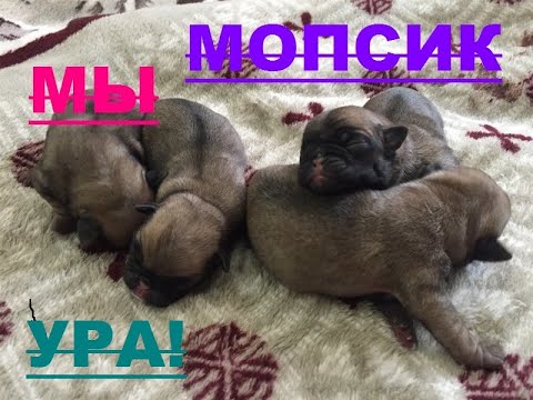 Видео: РОДЫ МОПСА  .  Малыши появились на свет