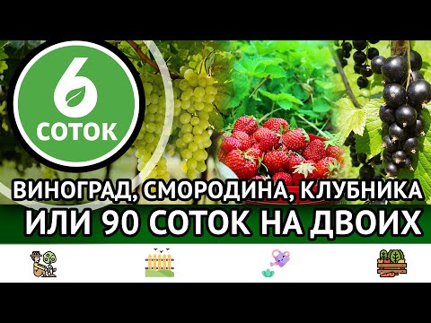 Видео: Виноград, смородина, клубника. Или 90 соток на двоих. 6 соток 17.07.2023