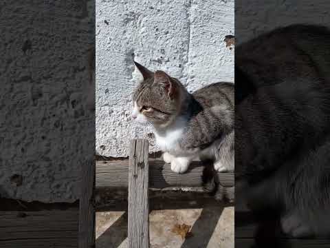 Видео: два кота