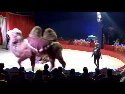 Видео: камилите от цирк Ориент 2022.04.02