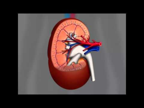 Видео: 09122015Бөліп шығару  Бүйректің құрылысы мен қызметі