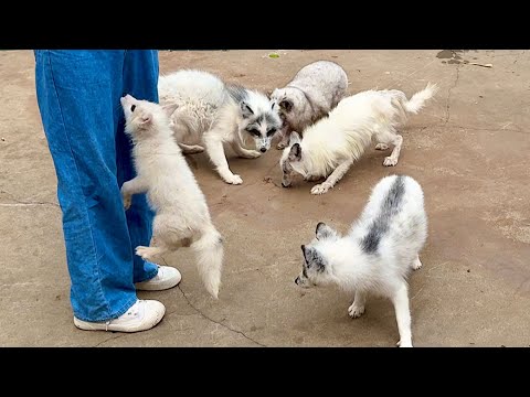 Видео: Такое трогательное видео! Лисички🦊, которых я вырастил, вернулись ко мне🦊❤😘😘😘😘