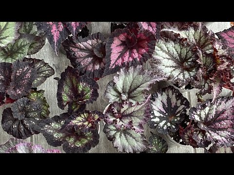Видео: Детки бегоний. Излишки. 31.05.23.