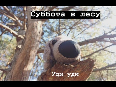 Видео: VLOG: суббота в лесу