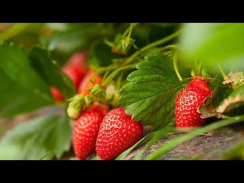 Видео: 🍓Барои ҳосили баланд ва босифат ба #agroolamtj муроҷиат намоед 🧏‍♂️