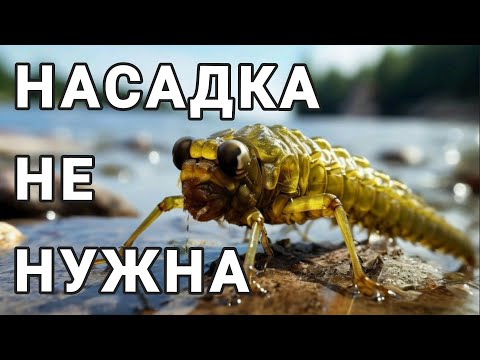 Видео: Почему нимфы - лучший выбор для ловли в МИКРОДЖИГЕ