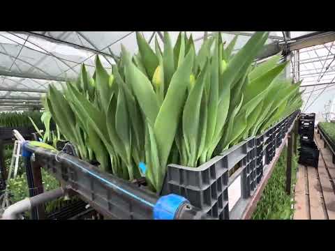 Видео: #выгонка #тюльпанов #2025. Убытки и выпады тюльпанов. Состояние цветка на 13.02.25