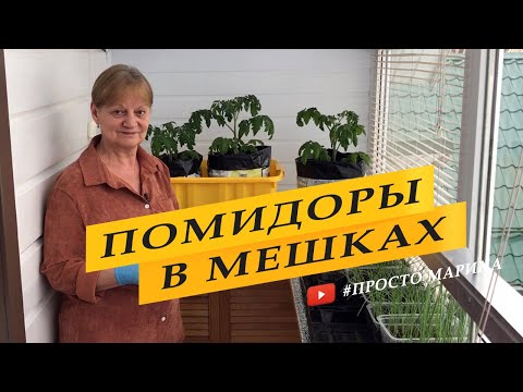 Видео: Перевалка, пересадка томатов в мешки для раннего урожая.