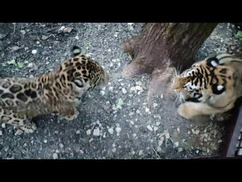 Видео: Первое знакомство ягуара Афродиты с тиграми Амуром и Тимуром / ПОДМОСКОВНЫЙ САФАРИ-ПАРК #тигр #ягуар