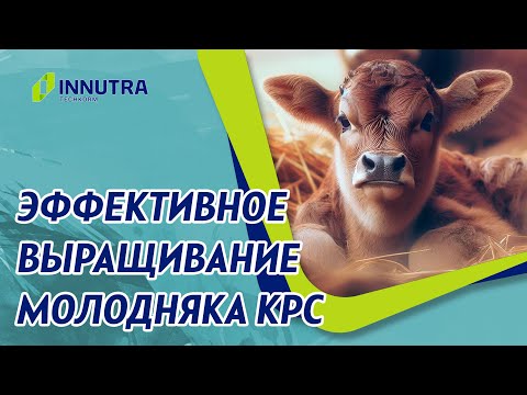 Видео: Эффективное выращивание молодняка КРС