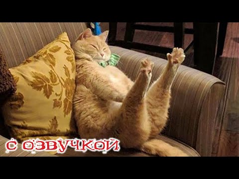 Видео: Приколы с котами! Смешные коты! - С озвучкой! САМЫЕ СМЕШНЫЕ ЖИВОТНЫЕ! Тест на психику!