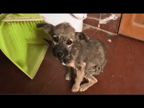 Видео: Исхудавшая бездомная собака дрожала от голода и в отчаянии постучала в дверь незнакомца.