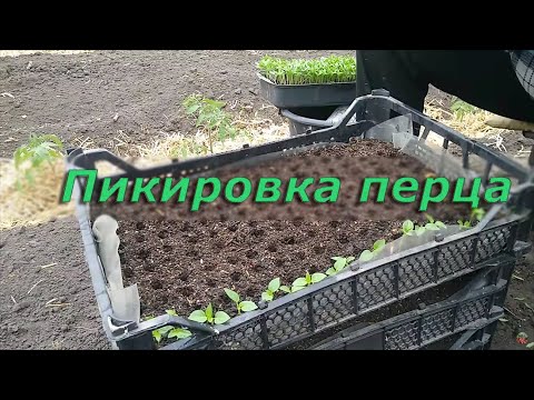 Видео: Пикировка перца