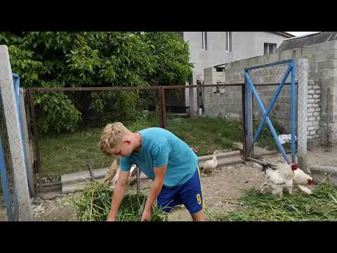 Видео: УТКИ НЕСУТСЯ КАК НЕСУШКИ.ОБЗОР ХОЗЯЙСТВА МУСКУСНЫЕ УТКИ, ГУСИ, ПОРЯДОК. ПРОДАЖА ЯИЦ МУСКУСНЫХ УТОК.