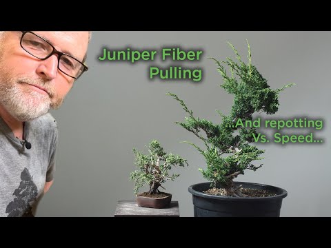 Видео: Bonsaify | Когда НЕ следует пересаживать можжевельники, а также удовольствие от вытягивания волокон!
