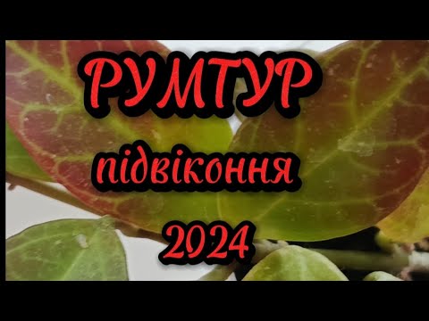 Видео: РУМТУР 🌿 підвіконня 2024🌿💚😘