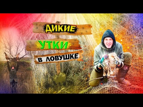 Видео: ЭТО ЧТО ЗА ТРОФЕИ❓‼️ Жесть! Утки в ловушке на фазана. Охота без ружья. Юмор