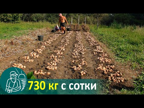 Видео: 🥔 Посадка картофеля вразвал без окучивания 🌱 Выращивание по технологии Гордеевых