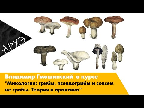 Видео: Владимир Гмошинский| Курс "Микология: грибы, псевдогрибы и совсем не грибы. Теория и практика"