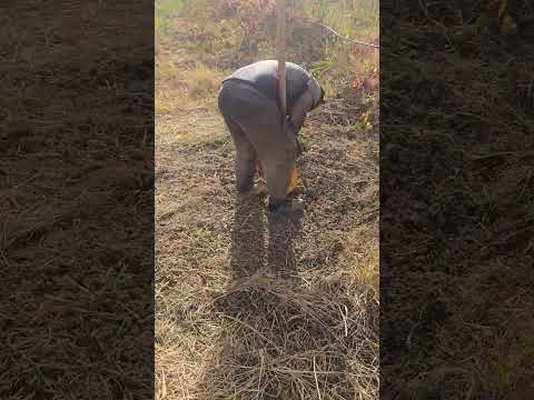 Видео: +992900004489 ватсап. Нашъунамои пистаҳои боғи ман.