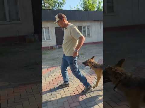 Видео: Кошки , куры и т.д.