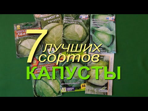 Видео: БЕЛОКОЧАННАЯ КАПУСТА длительного хранения! ОБЗОР лучших сортов и РАСЧЕТ сроков посева.