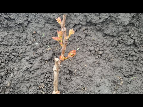 Видео: Возможны возвратные заморозки на винограднике,не рискуй или потери будут печальны.