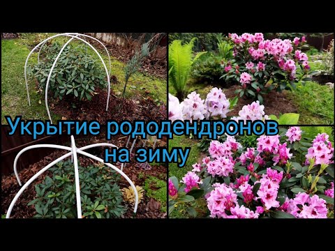 Видео: Укрытие рододендрона на зиму. Мой способ. Зимовка рододендронов