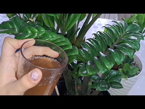 Видео: БАР БОЛҒАНЫ 1 СТАҚАНДЫ АҚПАН АЙЫНДА ДОЛЛАР ГҮЛІНЕ ҚҰЙЫҢЫЗ!