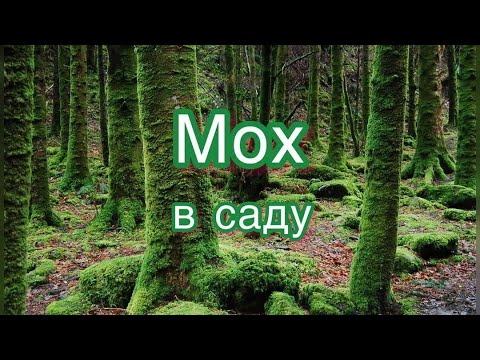 Видео: Мох в саду / все ‘’за’’ и  ‘’против’’