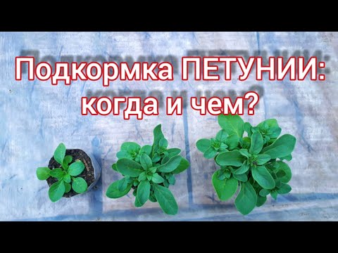 Видео: Подкормка ПЕТУНИИ: когда и чем?