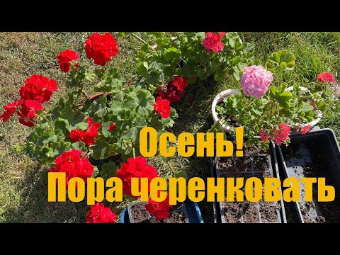Видео: Осеннее черенкование пеларгоний #пеларгония #герань #дачныесоветы