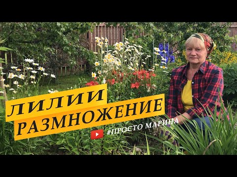 Видео: Лилии из чешуек, продолжение  Посадка в грунт