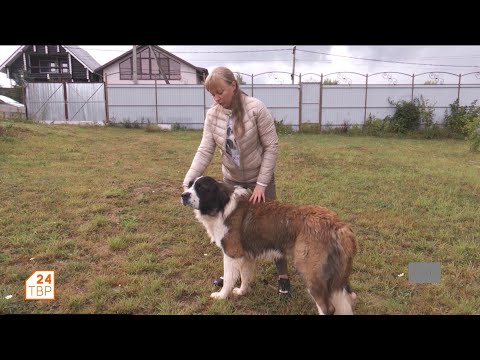 Видео: Знакомьтесь, московская сторожевая