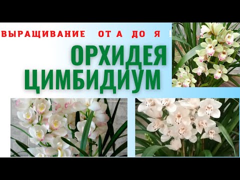Видео: Орхидея Цимбидиум уход и выращивание от А до Я