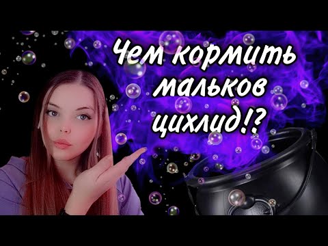 Видео: Делаем корм для мальков цихлид! / Чем кормить малька цихлид?