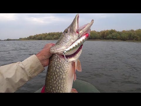 Видео: DUO Fangbait 140SR - спец по крупным щукам.Pike Fishing.