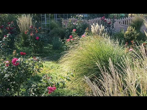 Видео: Розпаковка саджанців троянд з розсадників RoseTUR та Elf Garden 