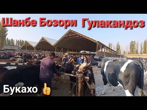 Видео: Шанбе Бозори Гулакандоз нарху навои букачахои майда ва калон дар молбозор имруз