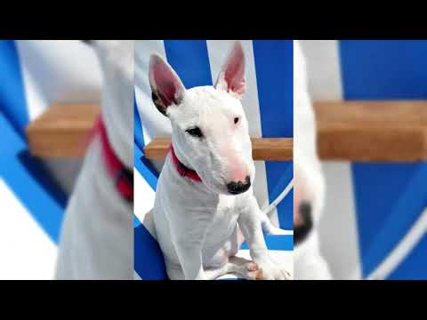 Видео: Бультерьер. Плюсы и минусы, Цена, Как выбрать, Факты, Уход, История