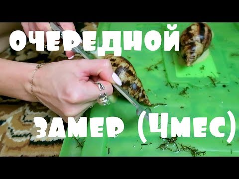 Видео: УБОРКА У УЛИТОК / НОВЫЕ ТОВАРЫ / ЗАМЕР УЛИТОК