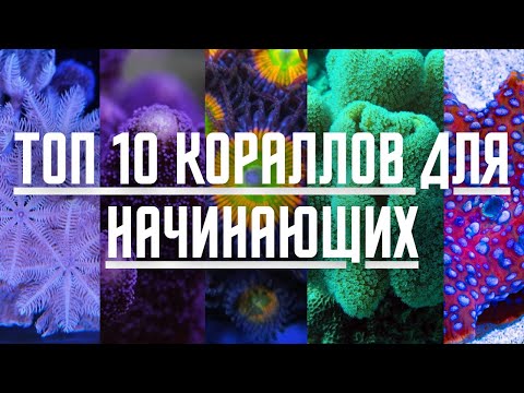 Видео: Самые ПРОСТЫЕ кораллы для морского аквариума