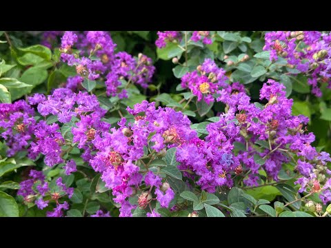 Видео: Бөлмө гүлдөру. Гүл өстүруунун сырлары 🌹