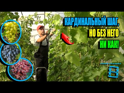 Видео: ЗАЧЕМ ДЕЛАЮ ПРЕДВАРИТЕЛЬНУЮ ОБРЕЗКУ ВИНОГРАДА? СЕВЕРНЫЙ ВИНОГРАДНИК 25-33