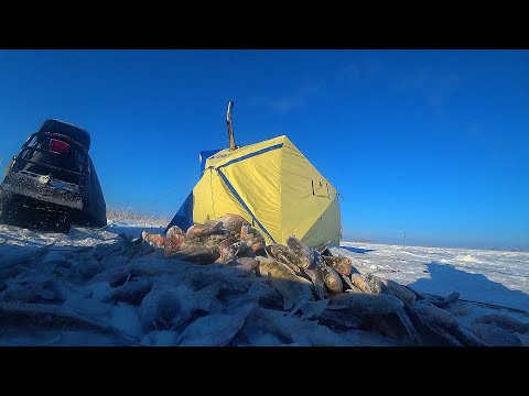 Видео: ВОТ ТУТ РЫБЫ! ПОСТАВИЛИ ПАЛАТКУ в ГУСТОМ КАМЫШЕ, а ТУТ ОНИ! ЗИМНЯЯ РЫБАЛКА 2023