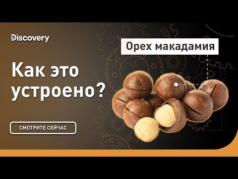 Видео: Орех макадамия | Как это устроено? | Discovery