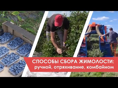 Видео: Способы сбора жимолости: ручной, отряхивание, сбор комбайном